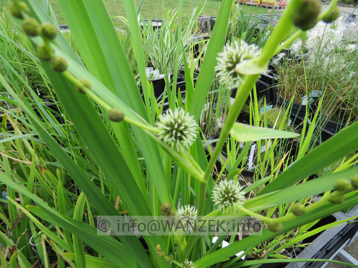 Sparganium emersum 01.JPG